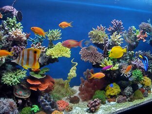 Про рыб и рыбьих детей🐠