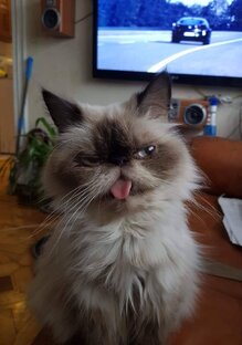 Животные в Англии 