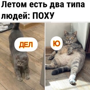 Мемы от кота в валенках 😻