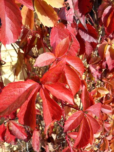 Проза. Зарисовки