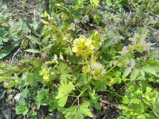 другие проявления аутизма