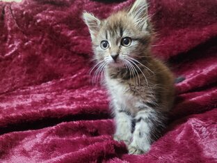 Кошки котята в поисках дома.