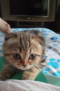 Наш маленький котёнок 🐱