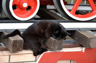 Коты и птички