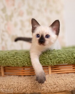 Тайский котенок Марта