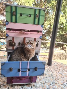 Белки,птицы,кошки и другие лесные друзья