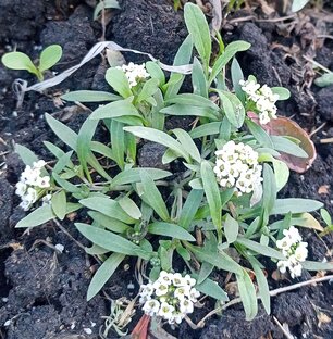 Секреты ароматной клумбы