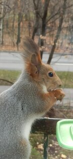 Белки зимой 