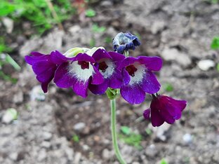 Примулы моего сада