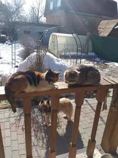 Домашние питомцы. Часть 2.