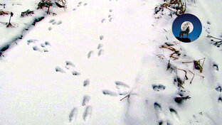 Охота на зайцев