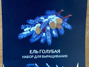 Голубая ель