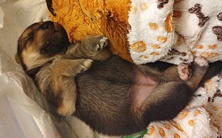 Мои подопечные приветы из дома