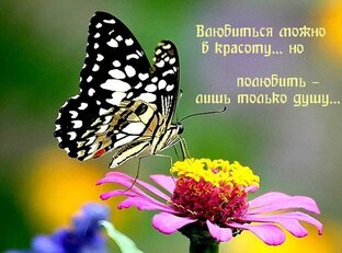 Моя ты надежда и вера (стихи о любви к женщине)