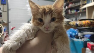 Спасение котенка