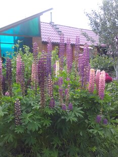 Сад Екатеринбурга