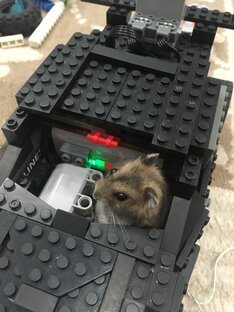 Бетхомяк