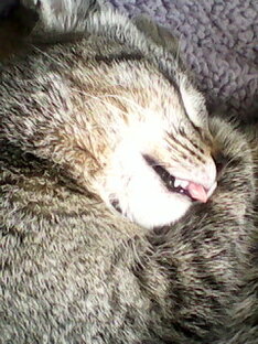 сладкий сон