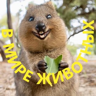 В мире животных