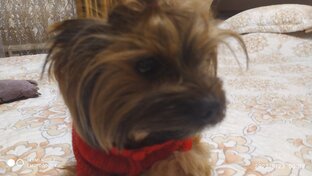 Маленький и настырный питомец