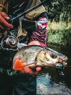 ГОЛАВЛЕМАНИЯ