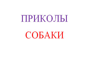 Приколы Собаки