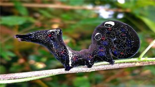 Редкая фотография