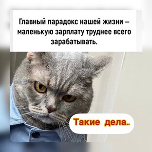 О рекламе 😸😻