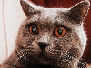 БЕЗ КОТА И ЖИЗНЬ НЕ ТА