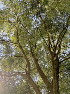 Природа - вдохновение 🌿