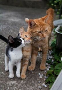 Все о котиках🐈