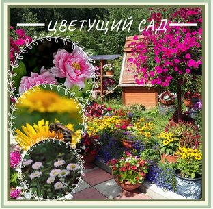 Сад и огород 