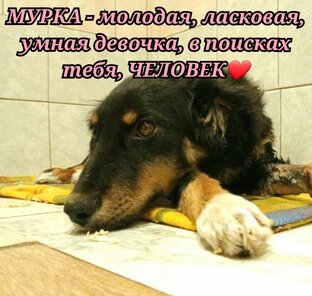 Мурка - проехала 600 км. до бесплатной ветсанчасти,  чтобы спастись