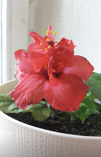🌺Гибискус 🌺 Китайская Роза 🌺