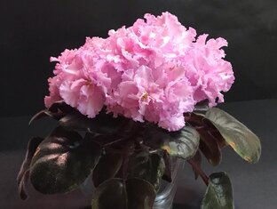 Уход за фиалками: статьи