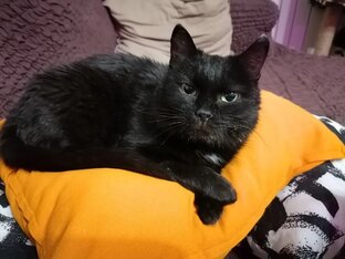 Кошечка Кесси