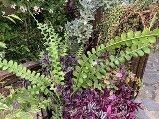 Зеленая Москва