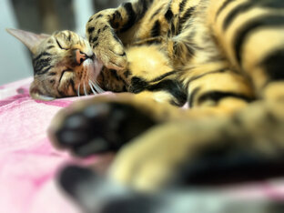 Тики токи ⚡️