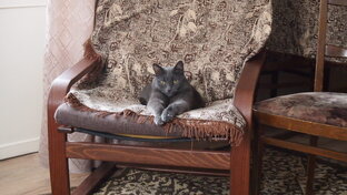 Любимые  кошки