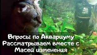 Аквариум в квартире, с чем мы столкнулись?