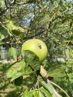 Дела огородные
