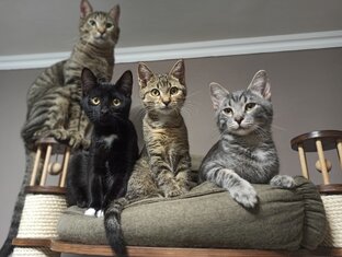 Котики для дома🏡