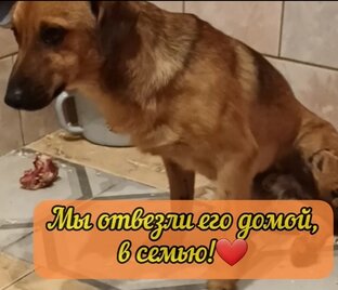 СЧАСТЛИВАЯ ИСТОРИЯ СПАСЕНИЯ ГАВСА/МАКСА