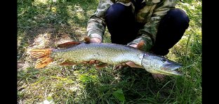 Рыбалка на хищника с отвадным повадком, на живца.