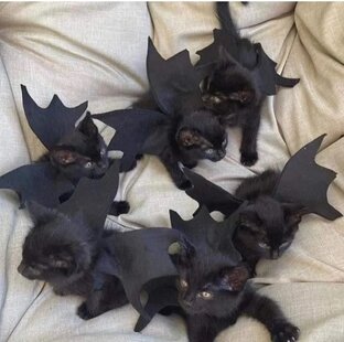 Коты на кето