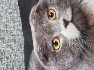 Добрая кыса