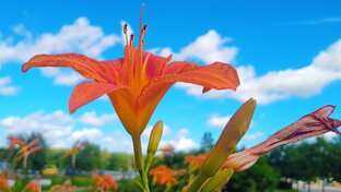 День России