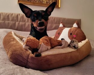 Цвергпинчер Уран