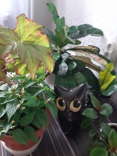 Мои комнатные цветочки!