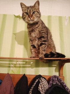 Кошки. 